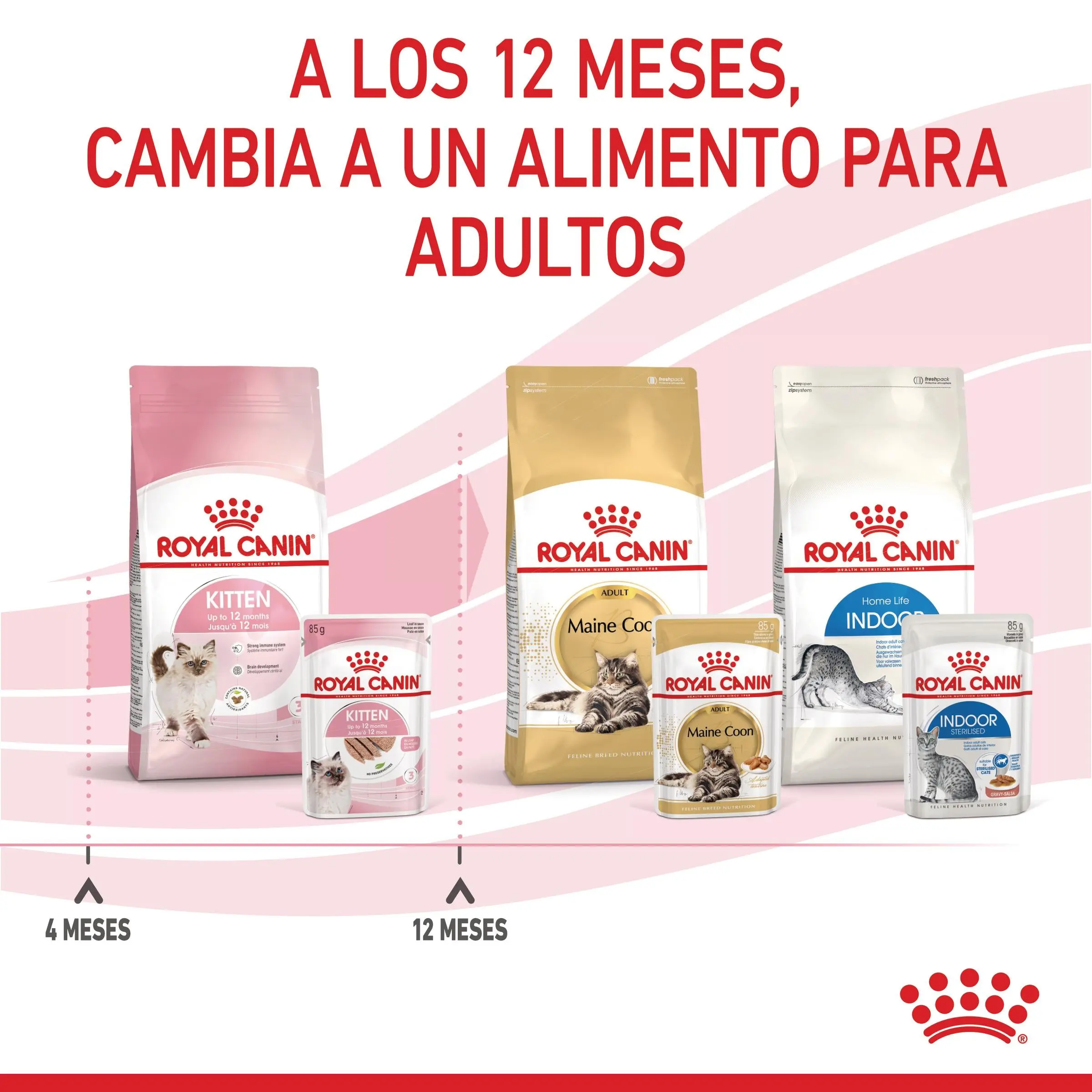 Royal Canin Kitten Húmedo 85 g para Gatos | Salsa, Gelatina o Paté - Image 6