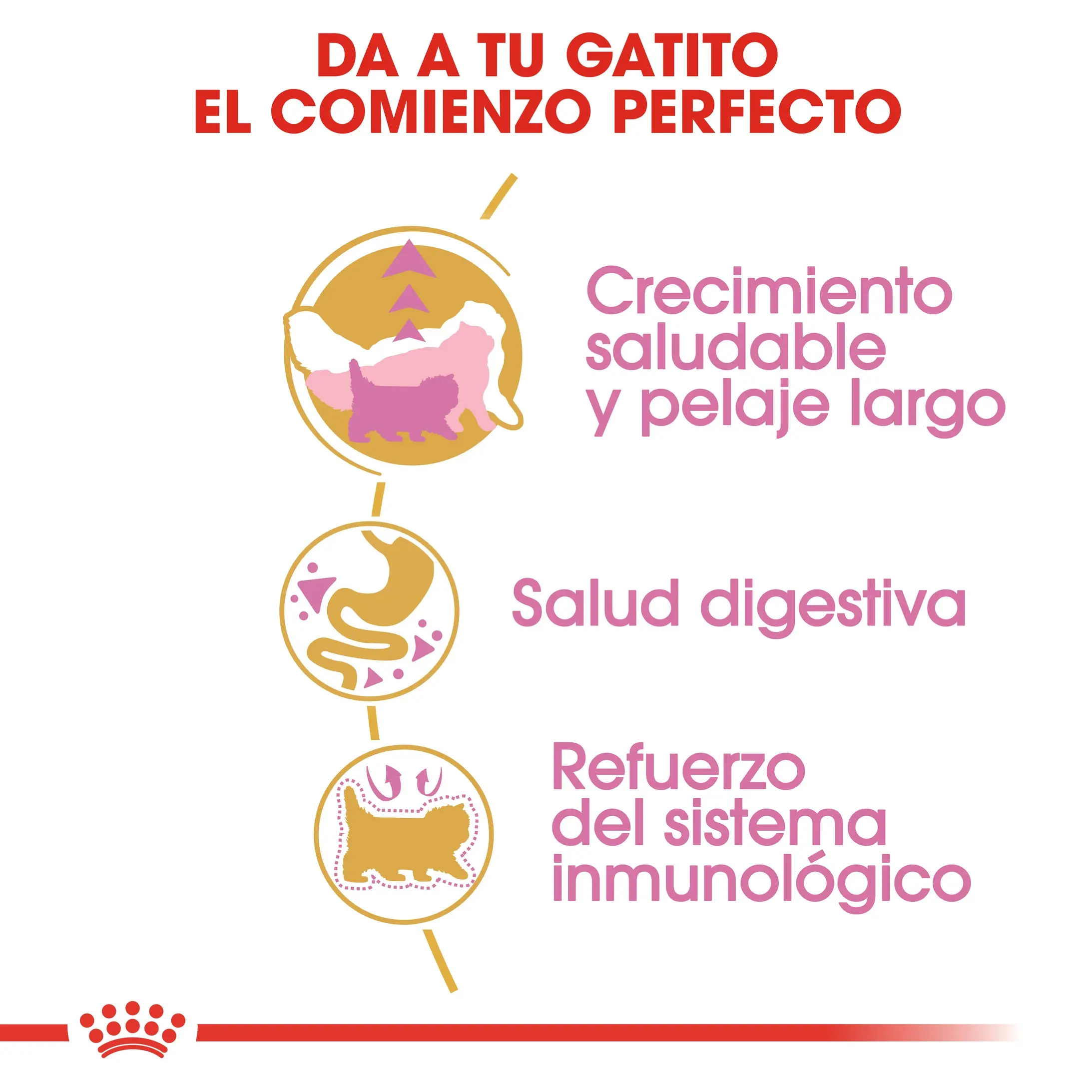 Royal Canin Kitten Persian Pienso Seco para Gatitos Persas - Image 4