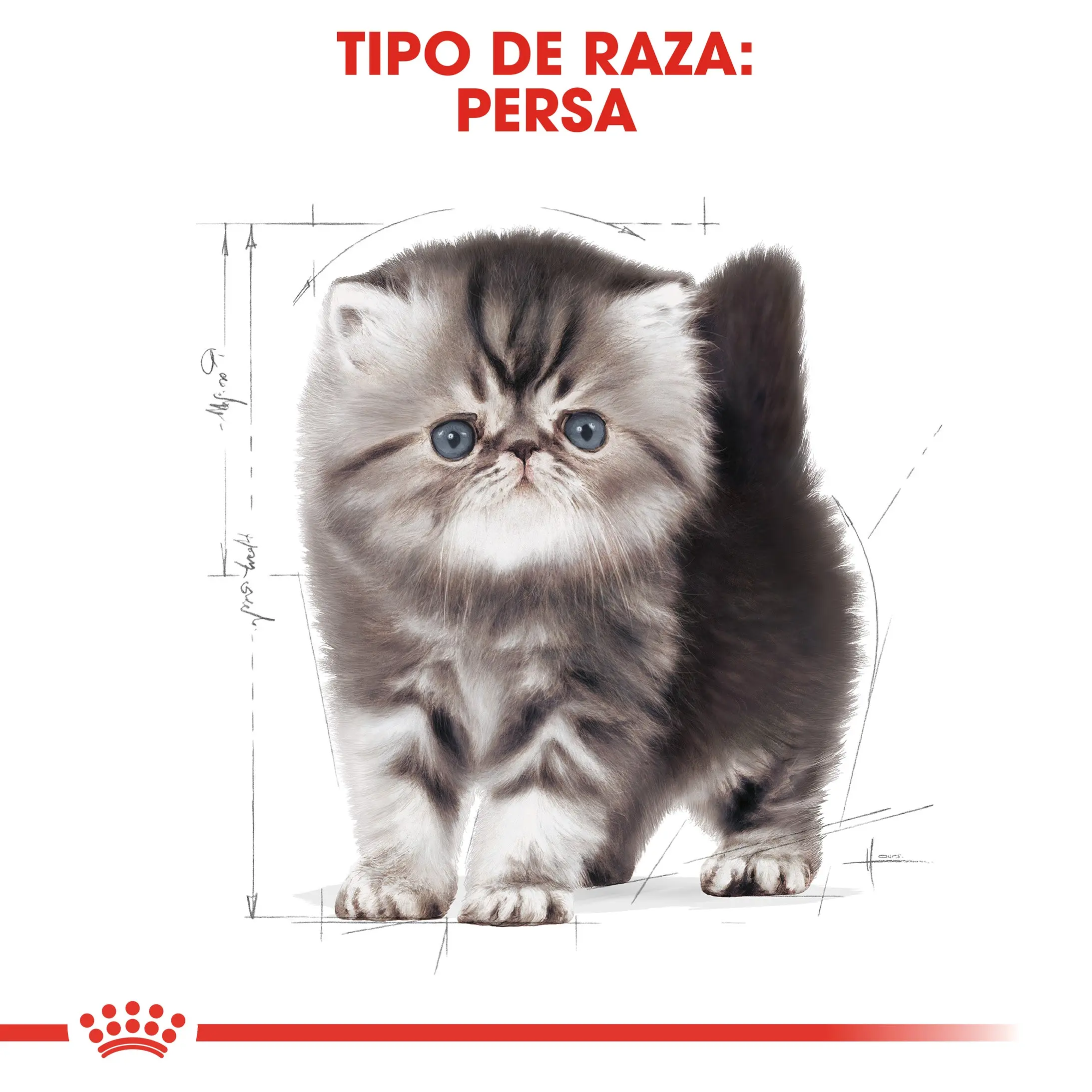 Royal Canin Kitten Persian Pienso Seco para Gatitos Persas - Image 6