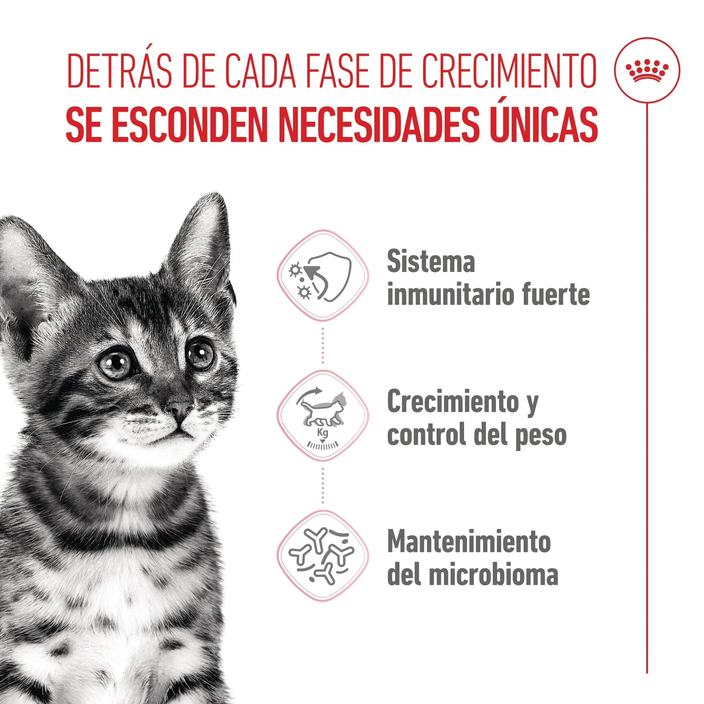Royal Canin Kitten Sterilized Pienso para Gatitos Esterilizados - Image 4