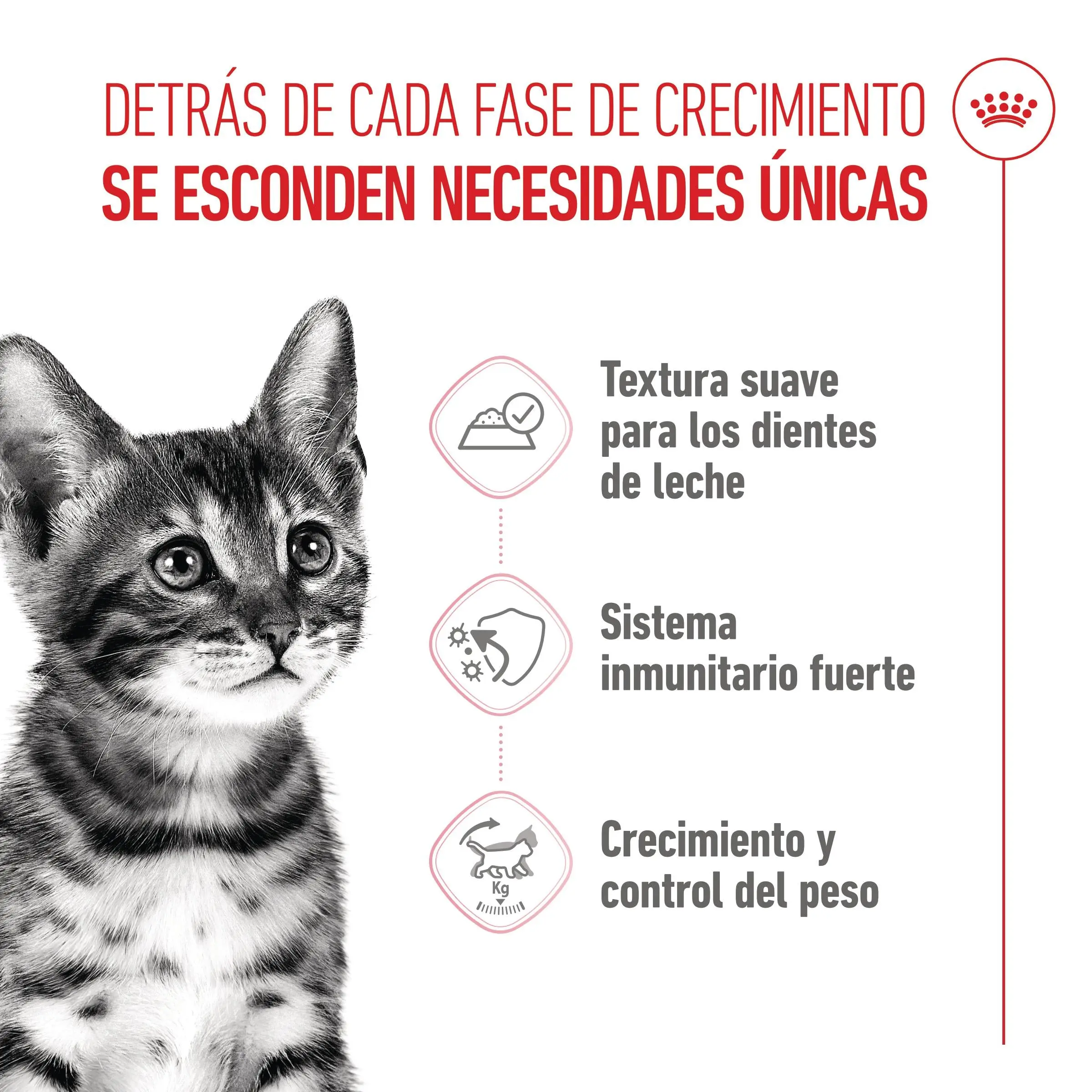 Royal Canin Kitten Sterilized en Salsa 85 g Comida Húmeda para Gatitos - Image 5