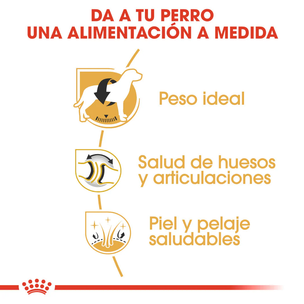 Royal Canin Labrador Pienso para Perros Adultos de Raza - Image 4