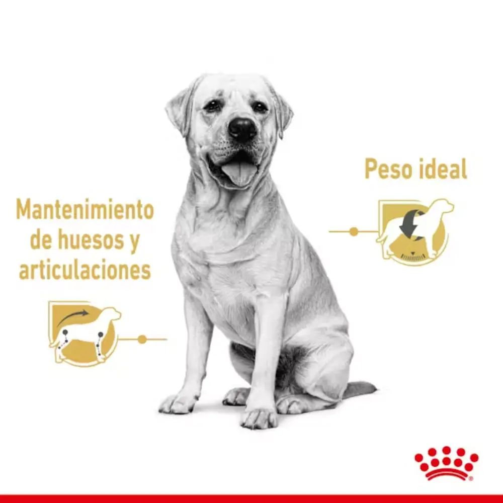 Royal Canin Labrador Paté Adulto 140 g Comida Húmeda para Perros - Image 5