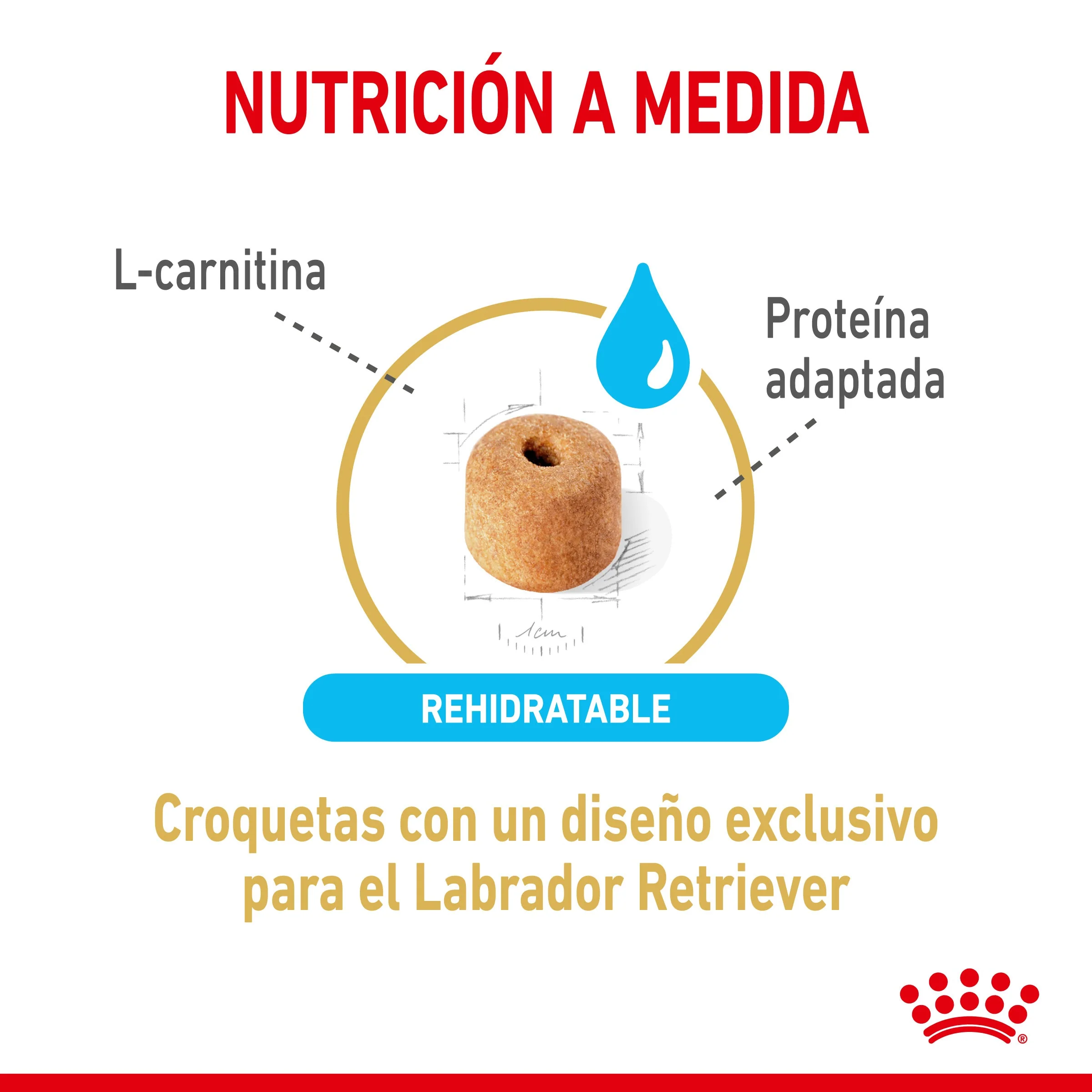 Royal Canin Labrador Retriever Ageing 5+ Pienso para Perros de Raza - Image 4