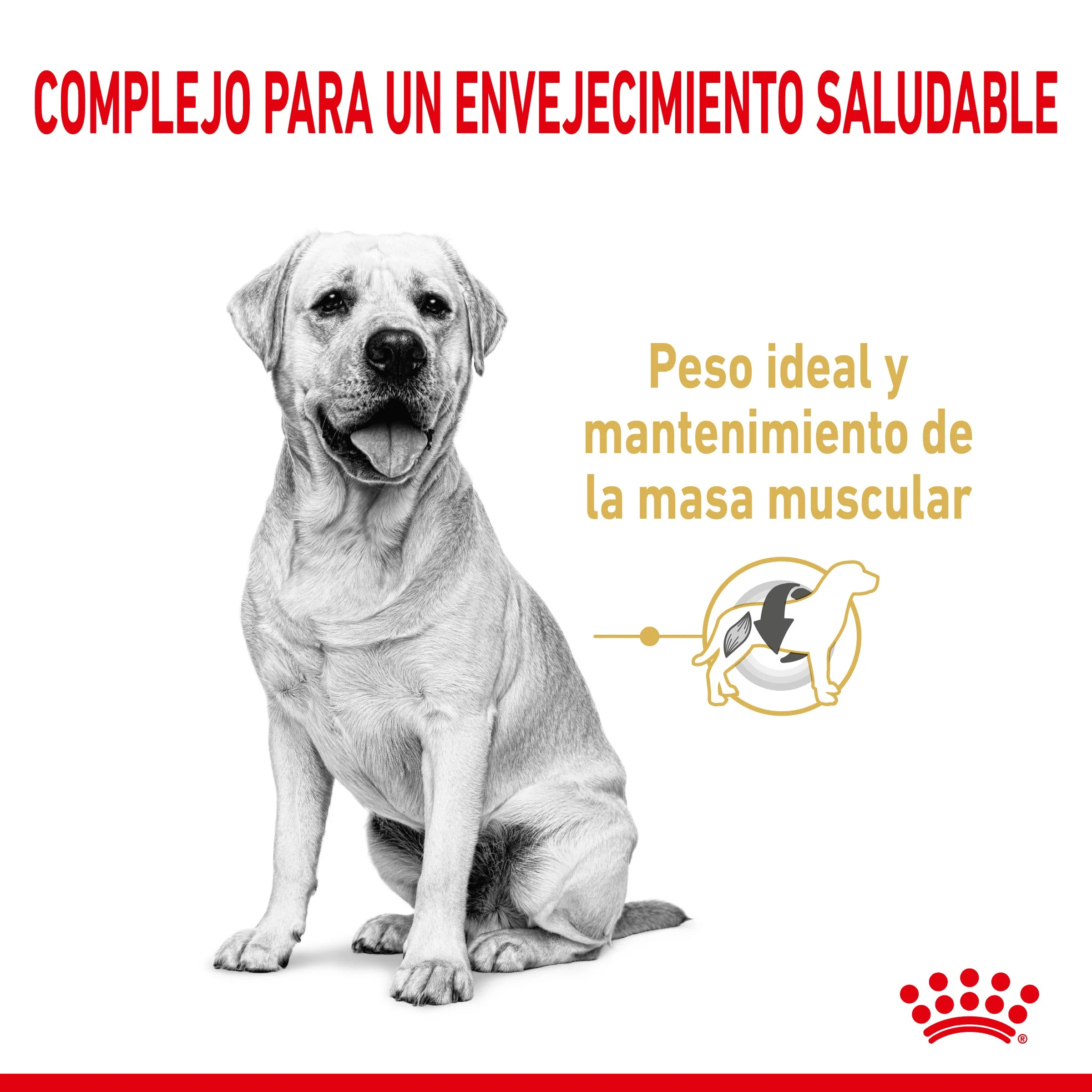 Royal Canin Labrador Retriever Ageing 5+ Pienso para Perros de Raza - Image 5