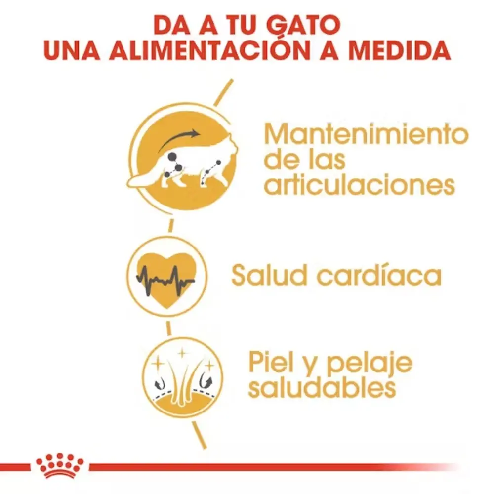 Royal Canin Maine Coon 31 Pienso para Gatos Adultos - Image 3