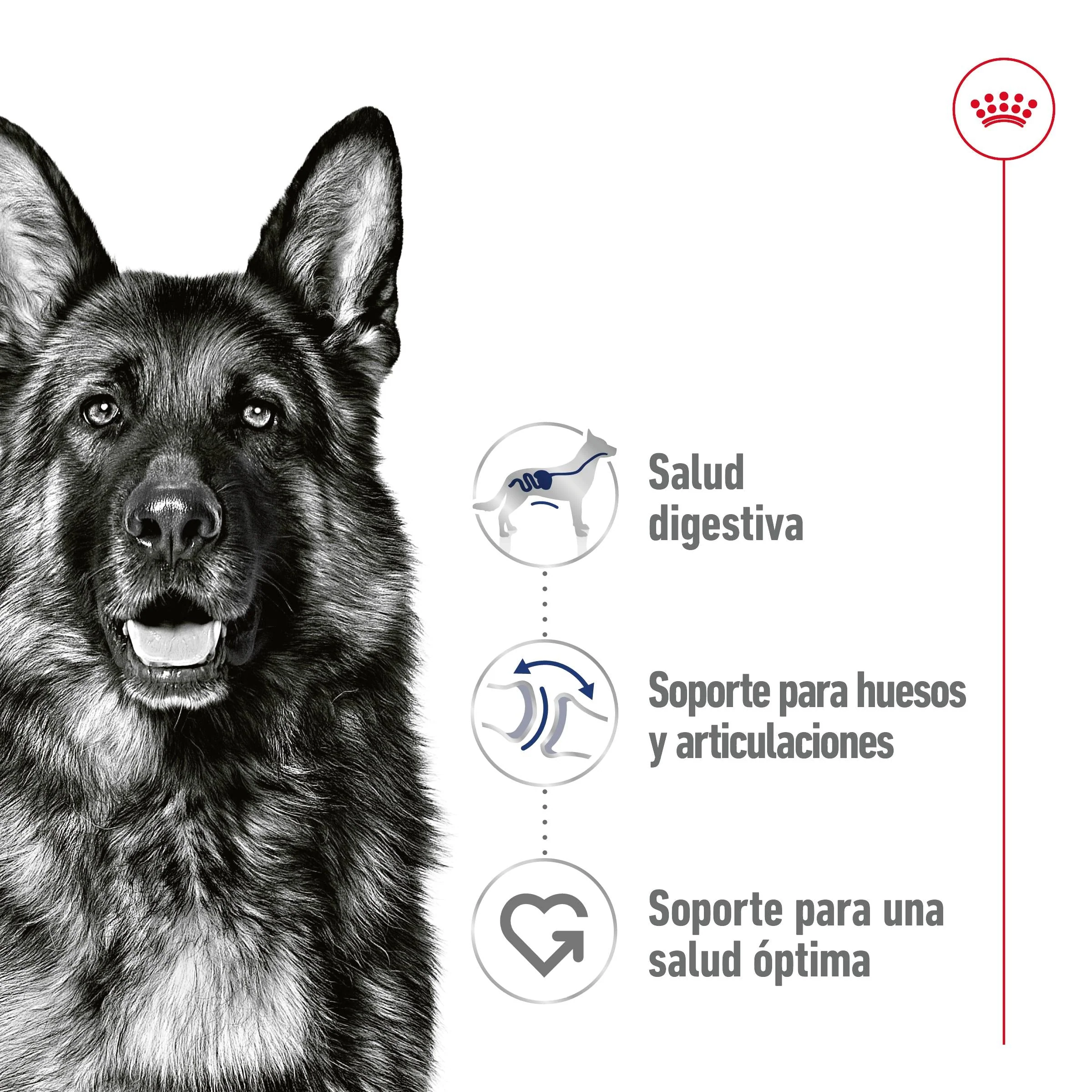 Royal Canin Maxi Adult Lata 410 g Paté Húmedo para Perros - Image 2