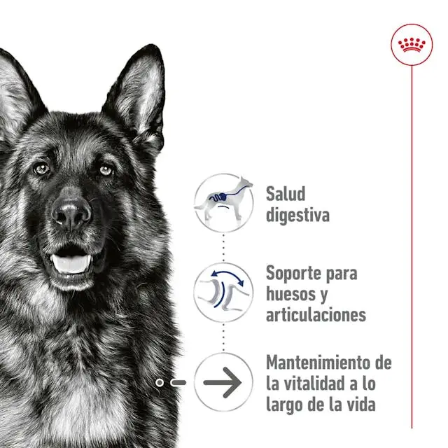 Royal Canin Maxi Ageing 410 g lata perro húmedo - Image 2
