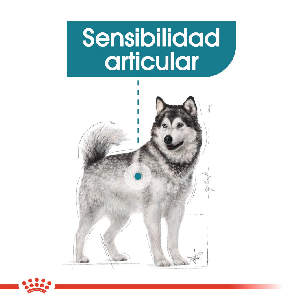 Royal Canin Maxi Joint Care Pienso para Perros - Image 6