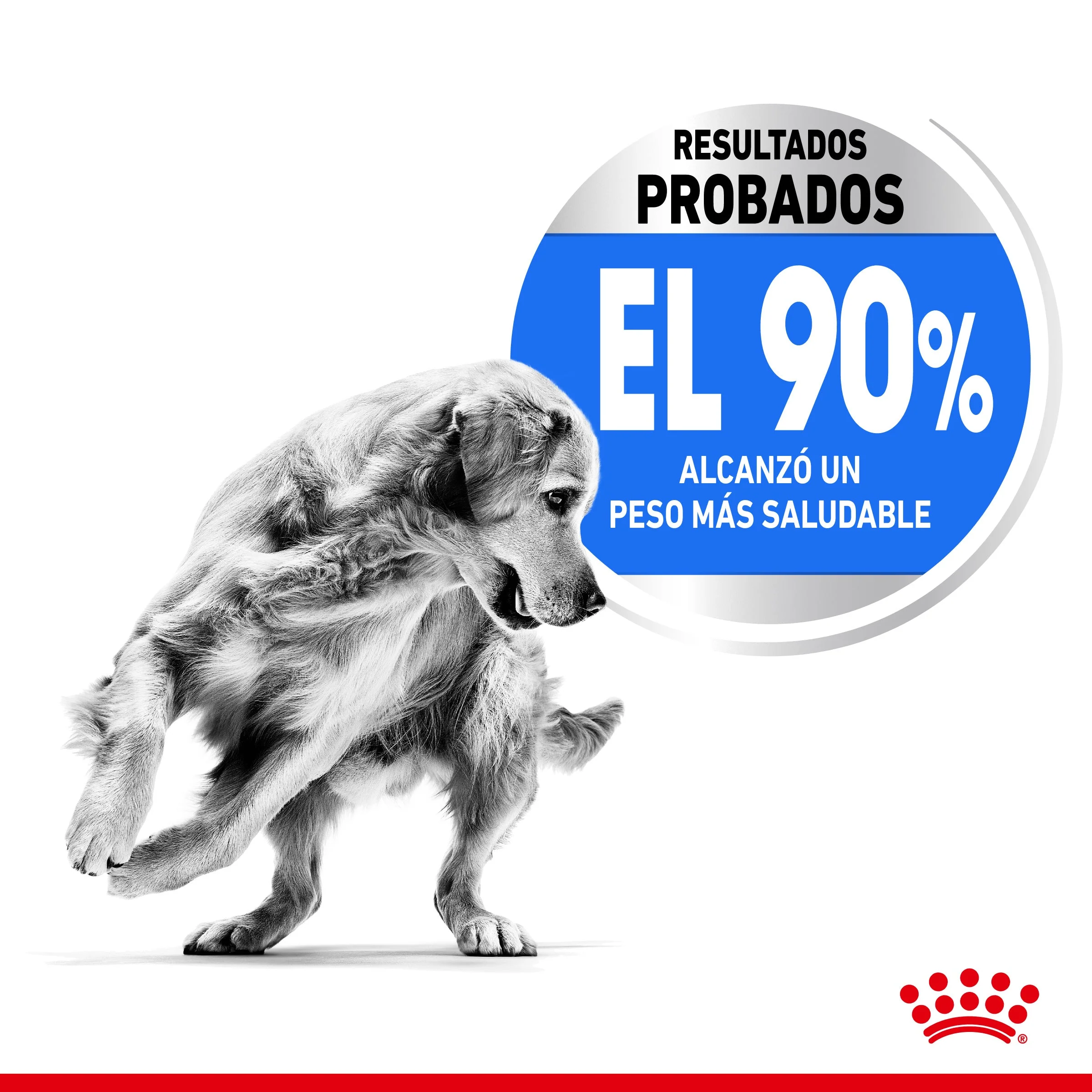 Royal Canin Maxi Light Weight Care Pienso para Perros - Image 2