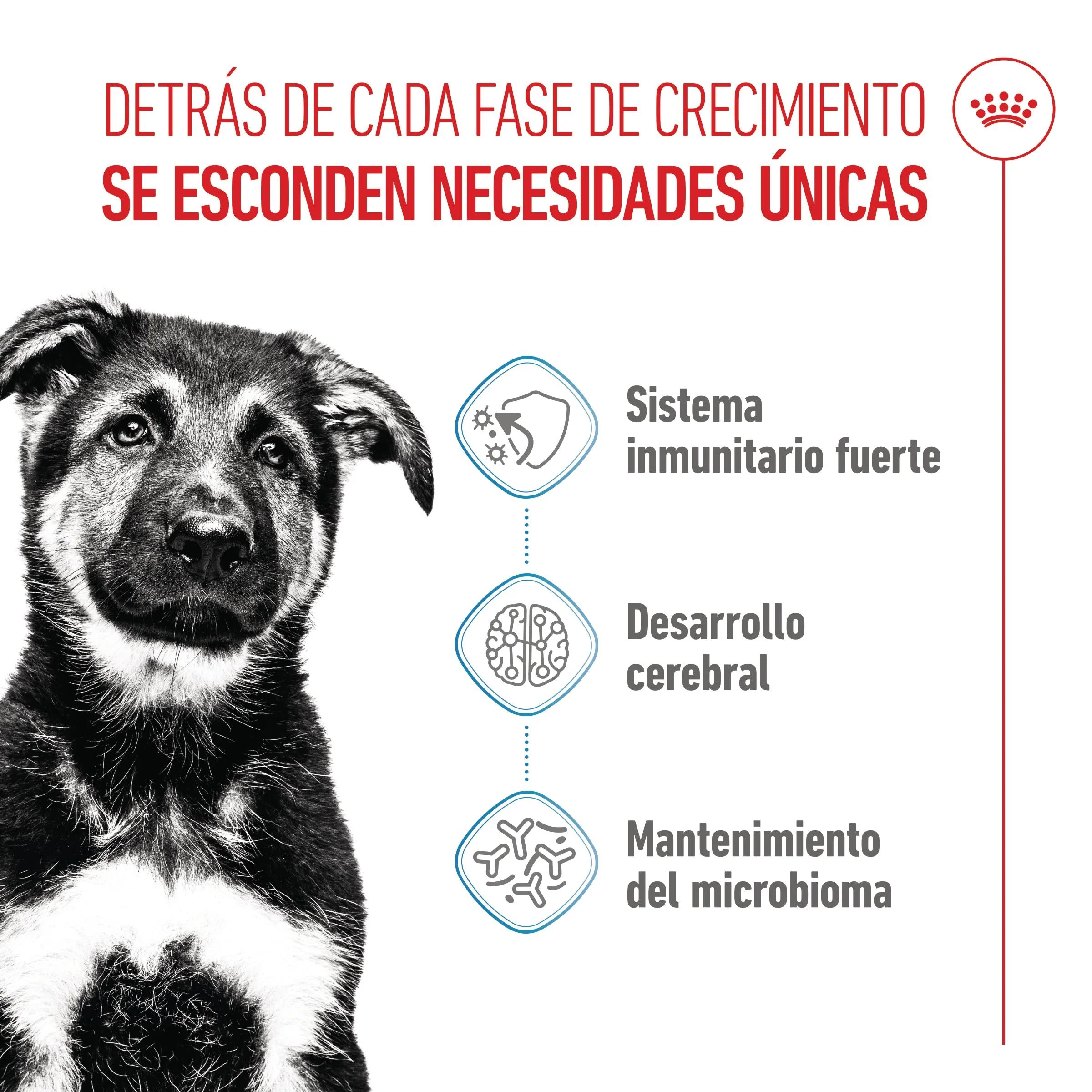 Royal Canin Maxi Puppy Pienso para Cachorros - Image 5