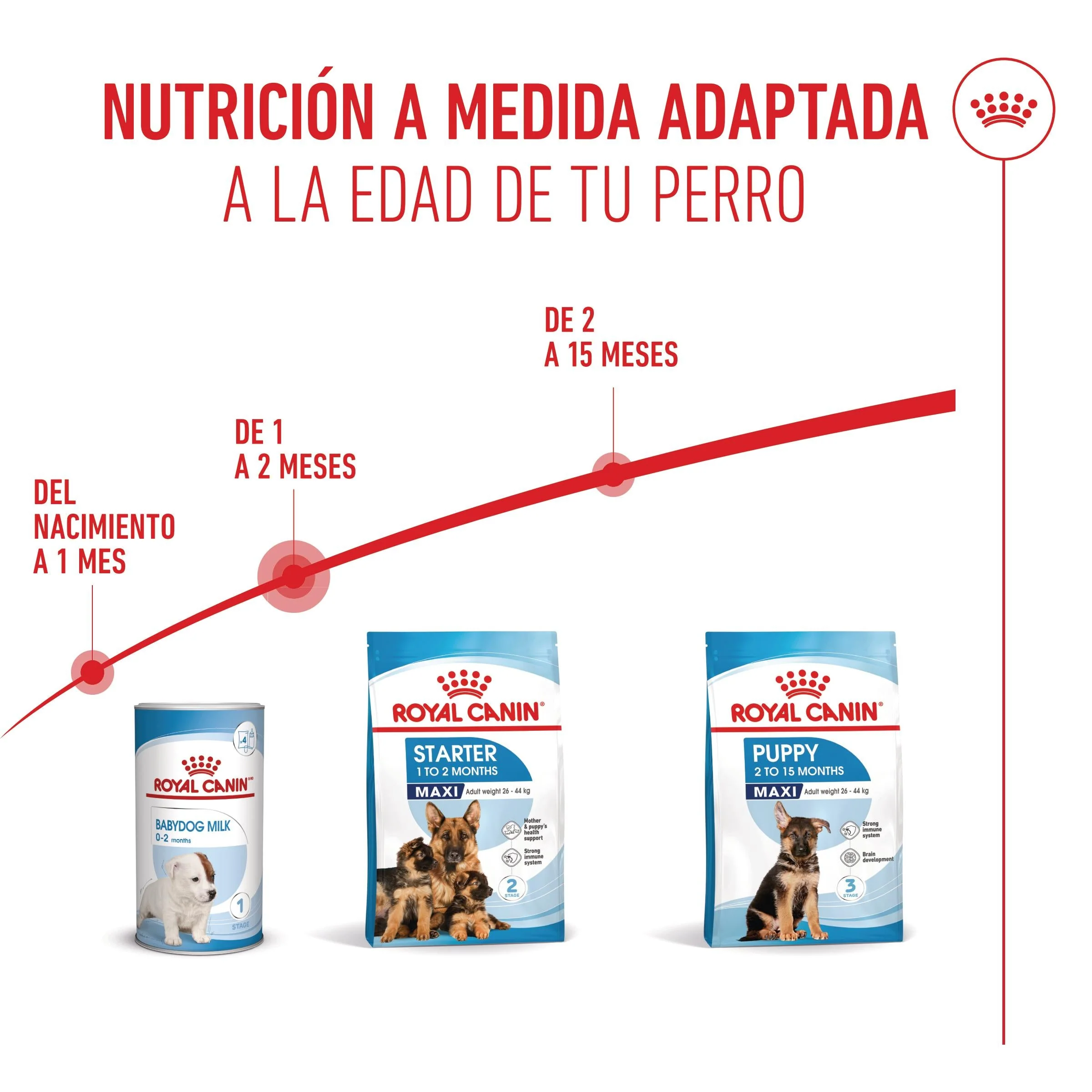 Royal Canin Maxi Starter Mother & Babydog Pienso para Cachorros y Madres Lactantes - Image 3