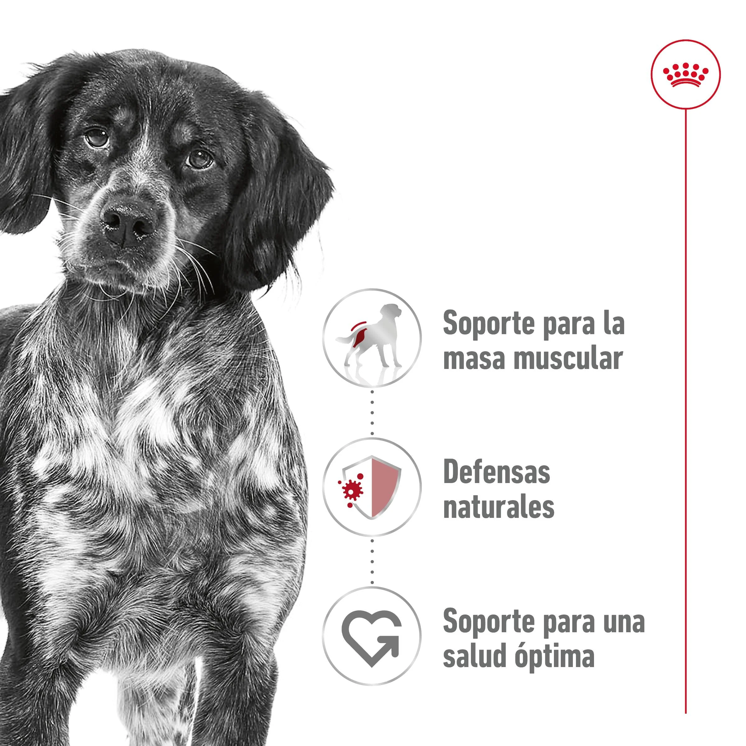 Royal Canin Medium Adult 410 g lata perro húmedo - Image 3
