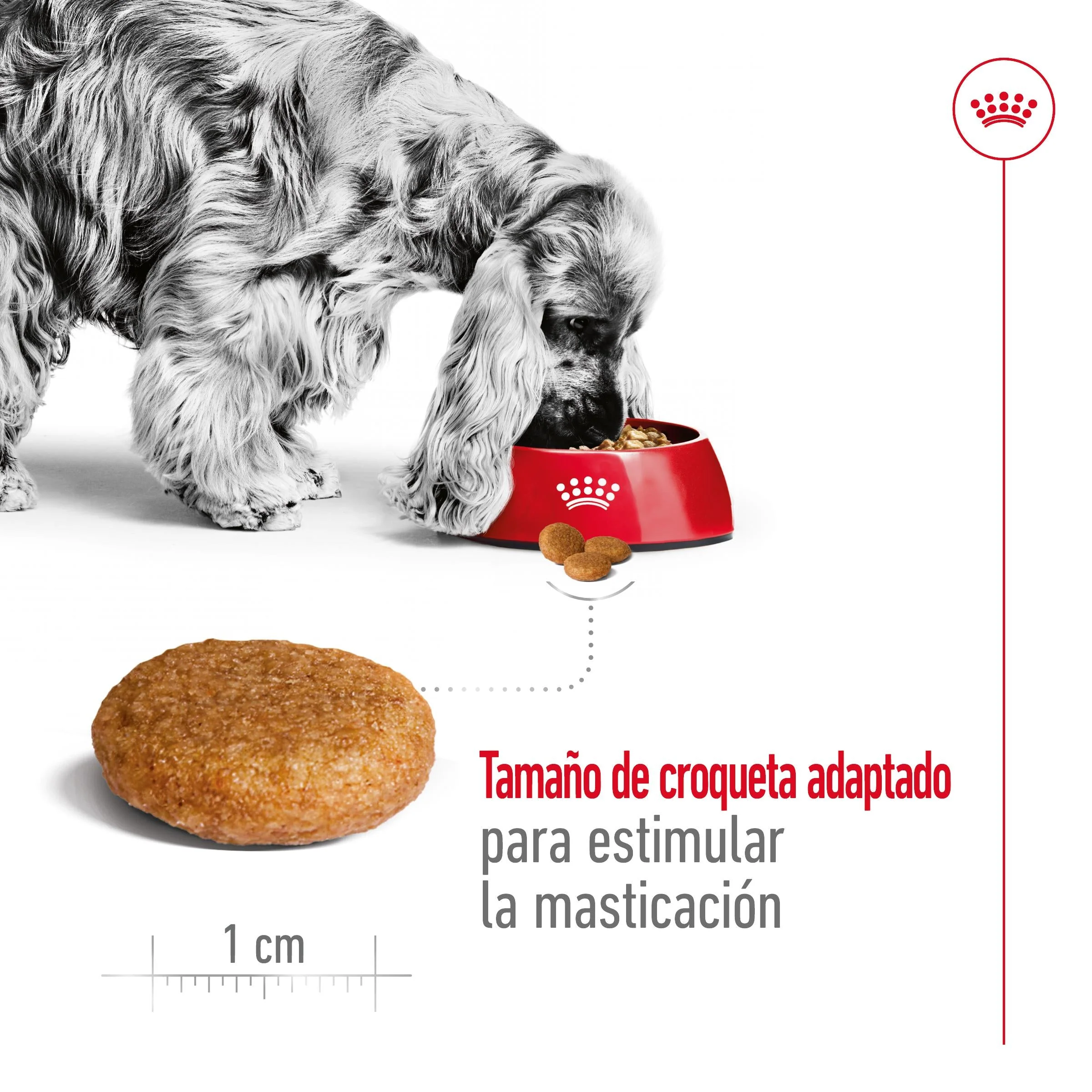 Royal Canin Medium Adult Pienso para Perros - Image 6