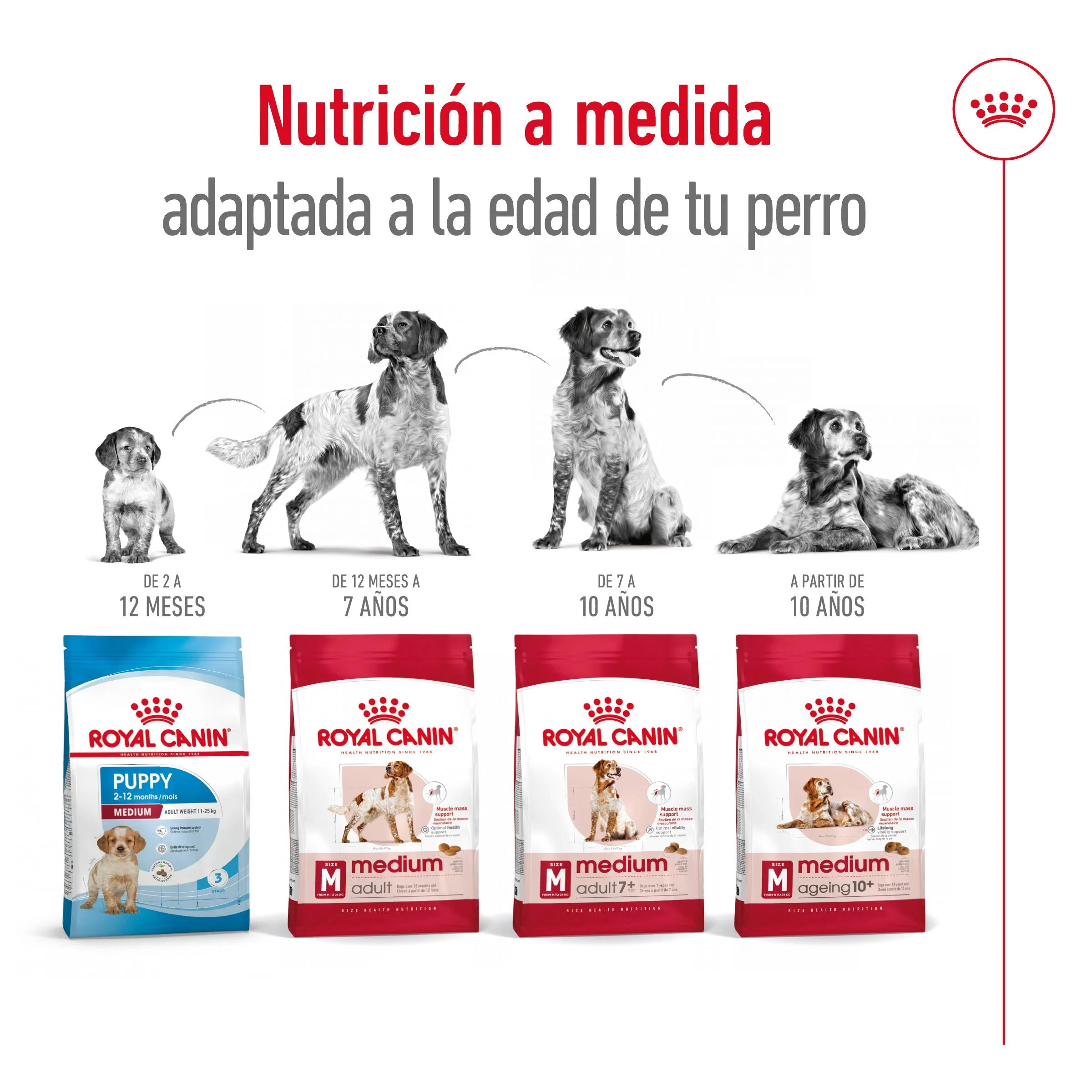 Royal Canin Medium Adult Pienso para Perros - Image 7