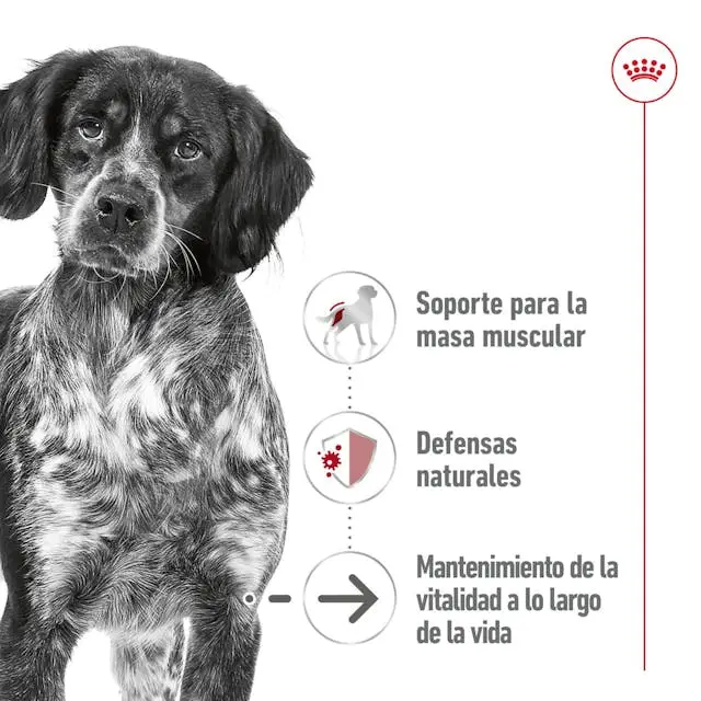 Royal Canin Medium Ageing Lata 410 g Paté Húmedo para Perros - Image 3