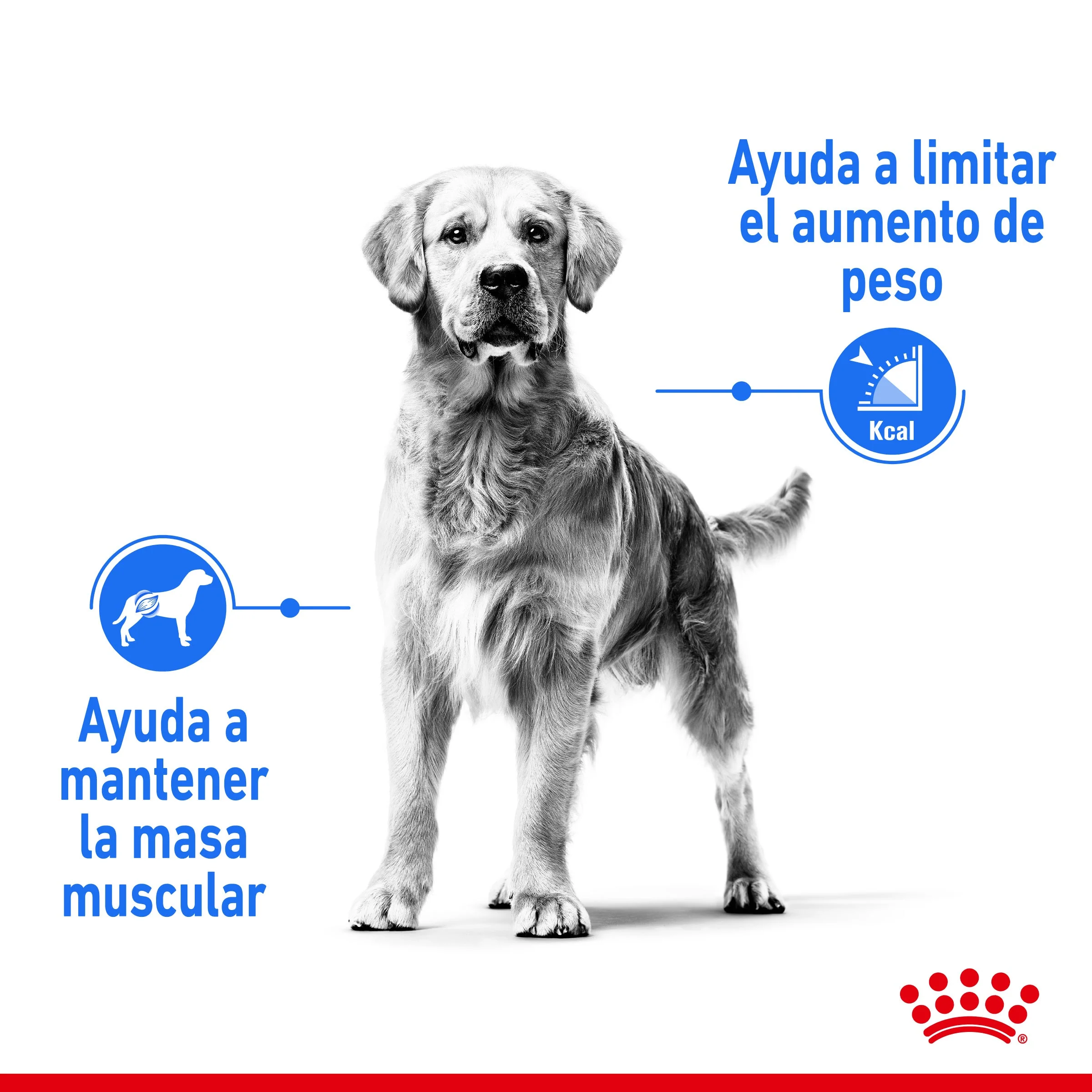 Royal Canin Medium Light Weight Care Pienso para Perros - Image 4