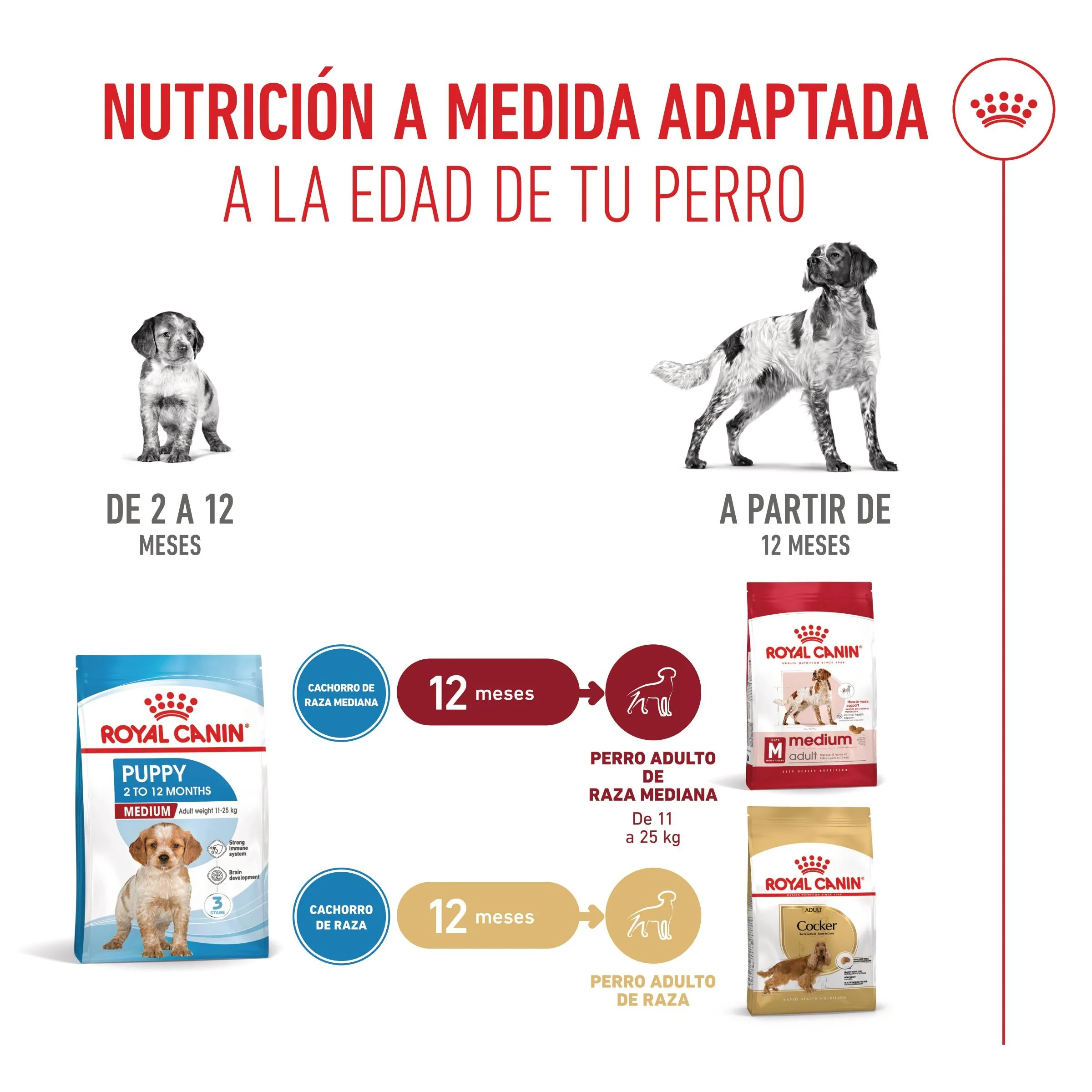 Royal Canin Medium Puppy Pienso para Cachorros - Image 4