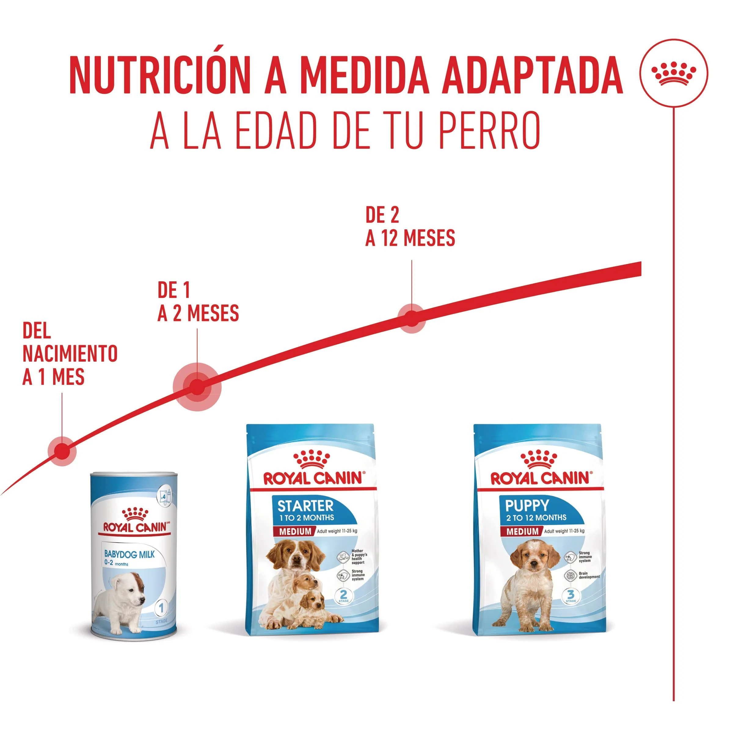 Royal Canin Medium Starter Mother & Babydog Pienso para Cachorros y Madres Lactantes - Image 4