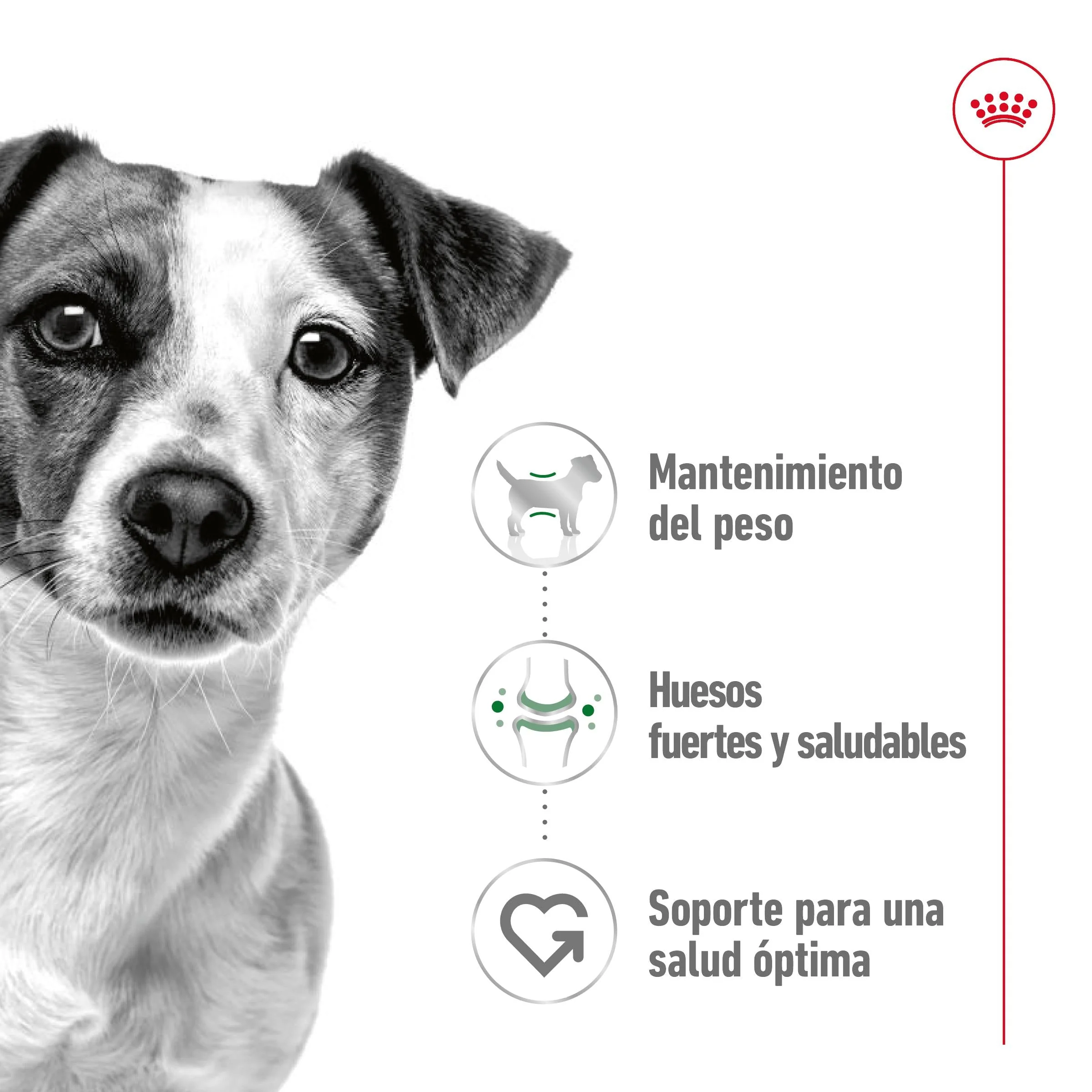 Royal Canin Mini Adult Lata 195 g Paté Húmedo para Perros - Image 2