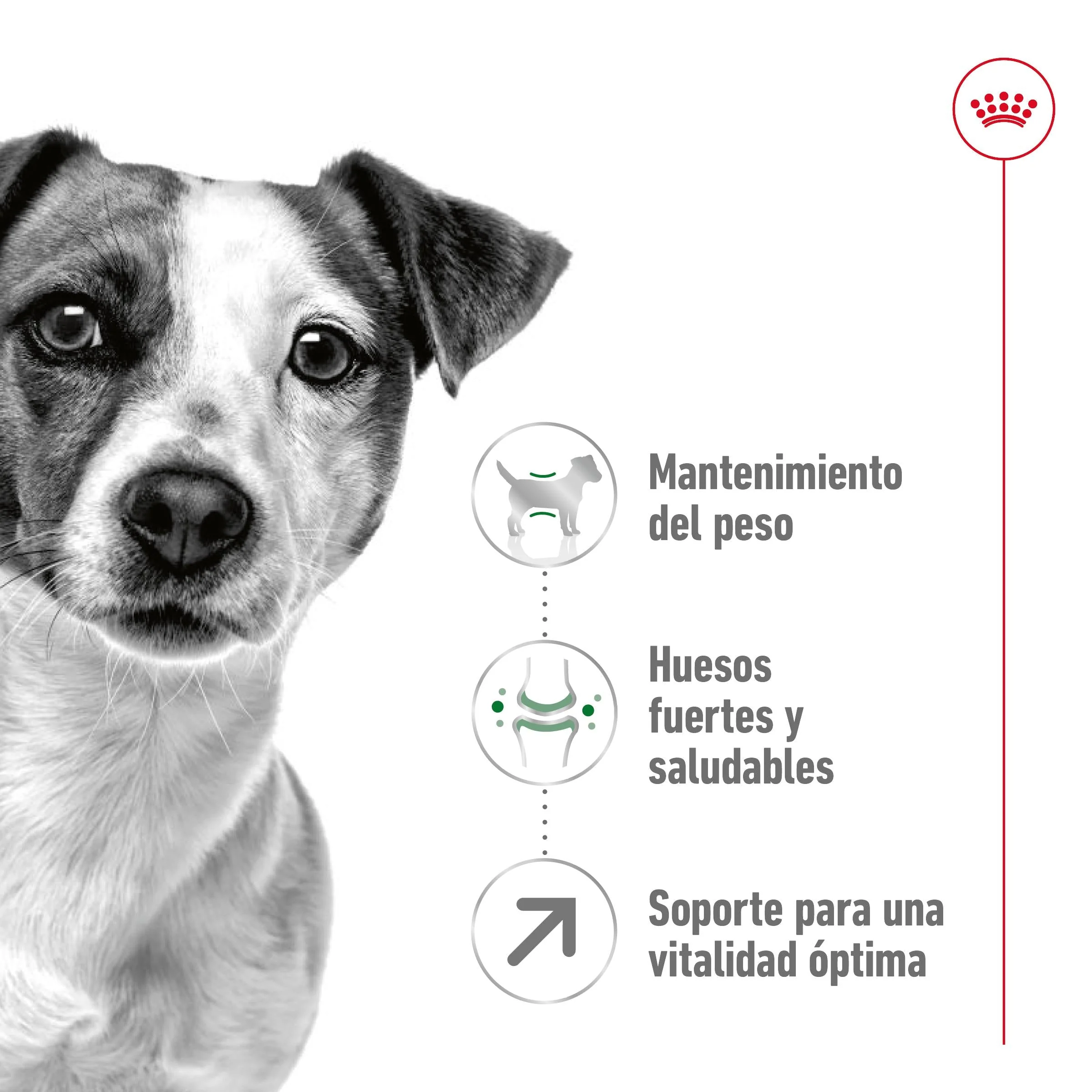 Royal Canin Mini Adult 8+ Pienso para Perros - Image 4