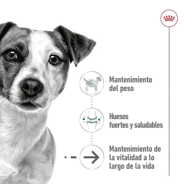 Royal Canin Mini Ageing Lata 195 g Comida Húmeda para Perros Senior - Image 4