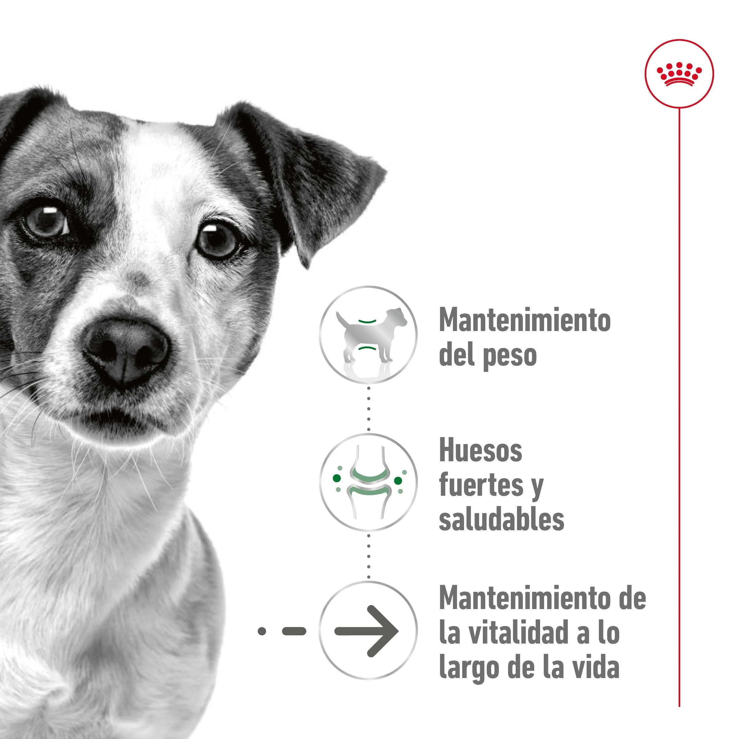 Royal Canin Mini Ageing+12 Pienso para Perros Senior - Image 4