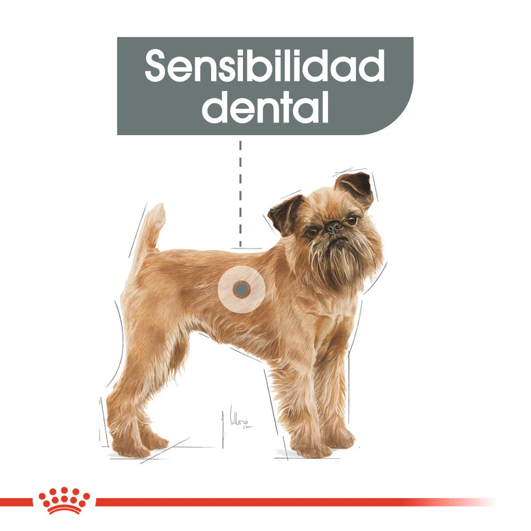 Royal Canin Mini Dental Care Pienso para Perros - Image 3