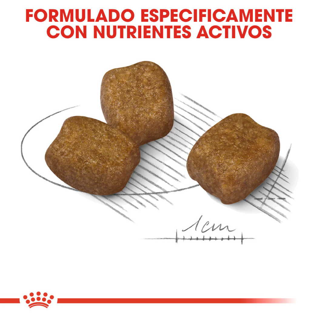 Royal Canin Mini Dental Care Pienso para Perros - Image 4