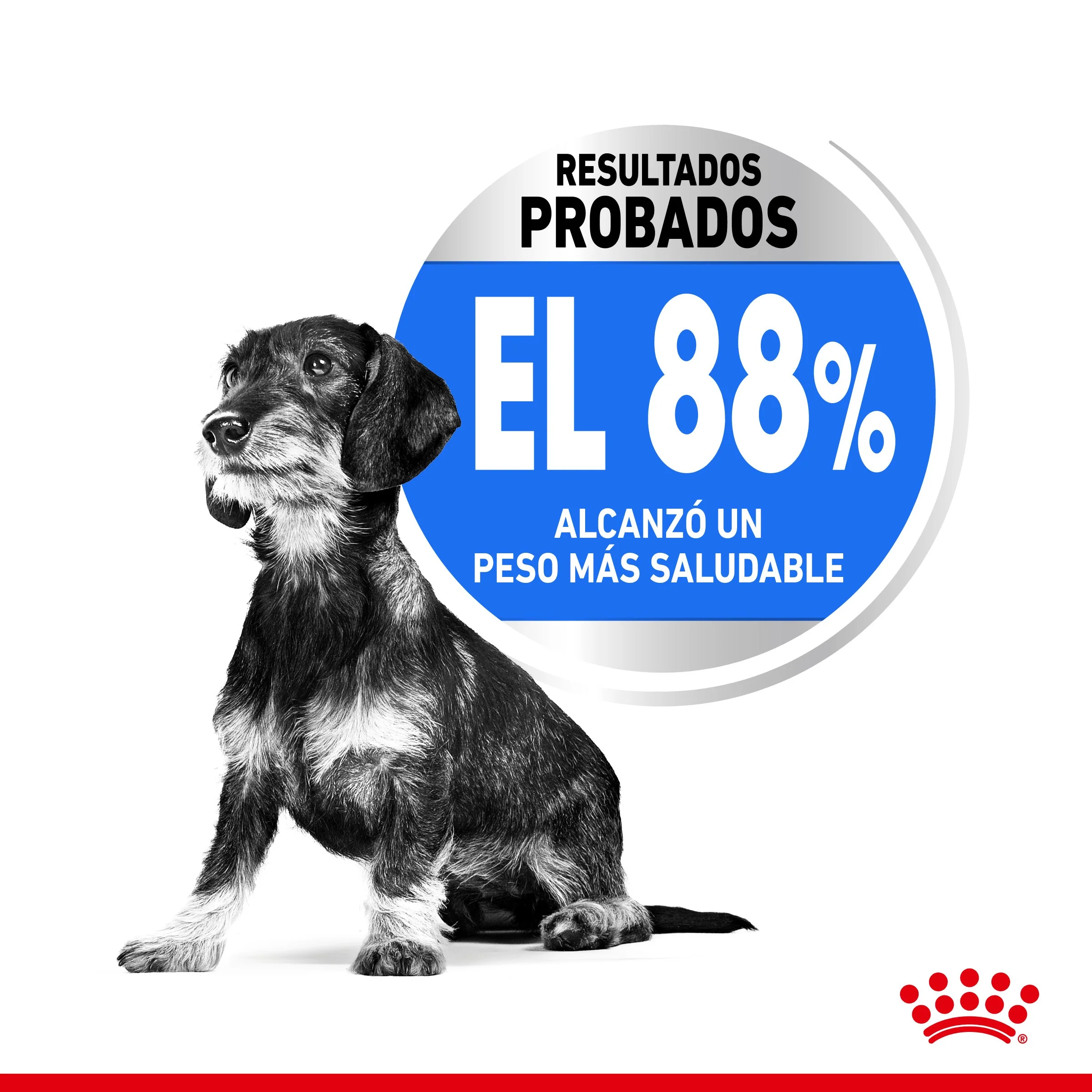 Royal Canin Mini Light Weight Care Pienso para Perros - Image 2