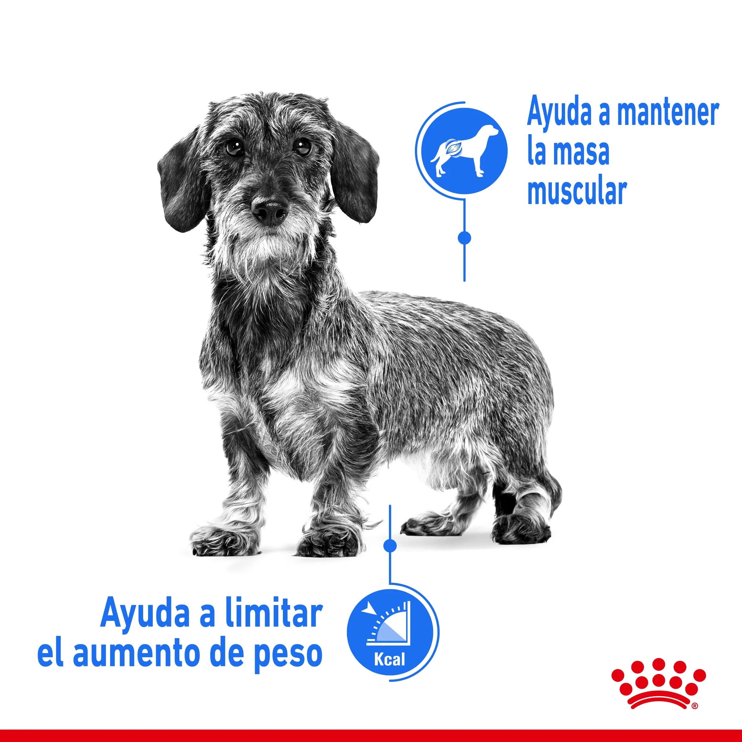 Royal Canin Mini Light Weight Care Pienso para Perros - Image 3