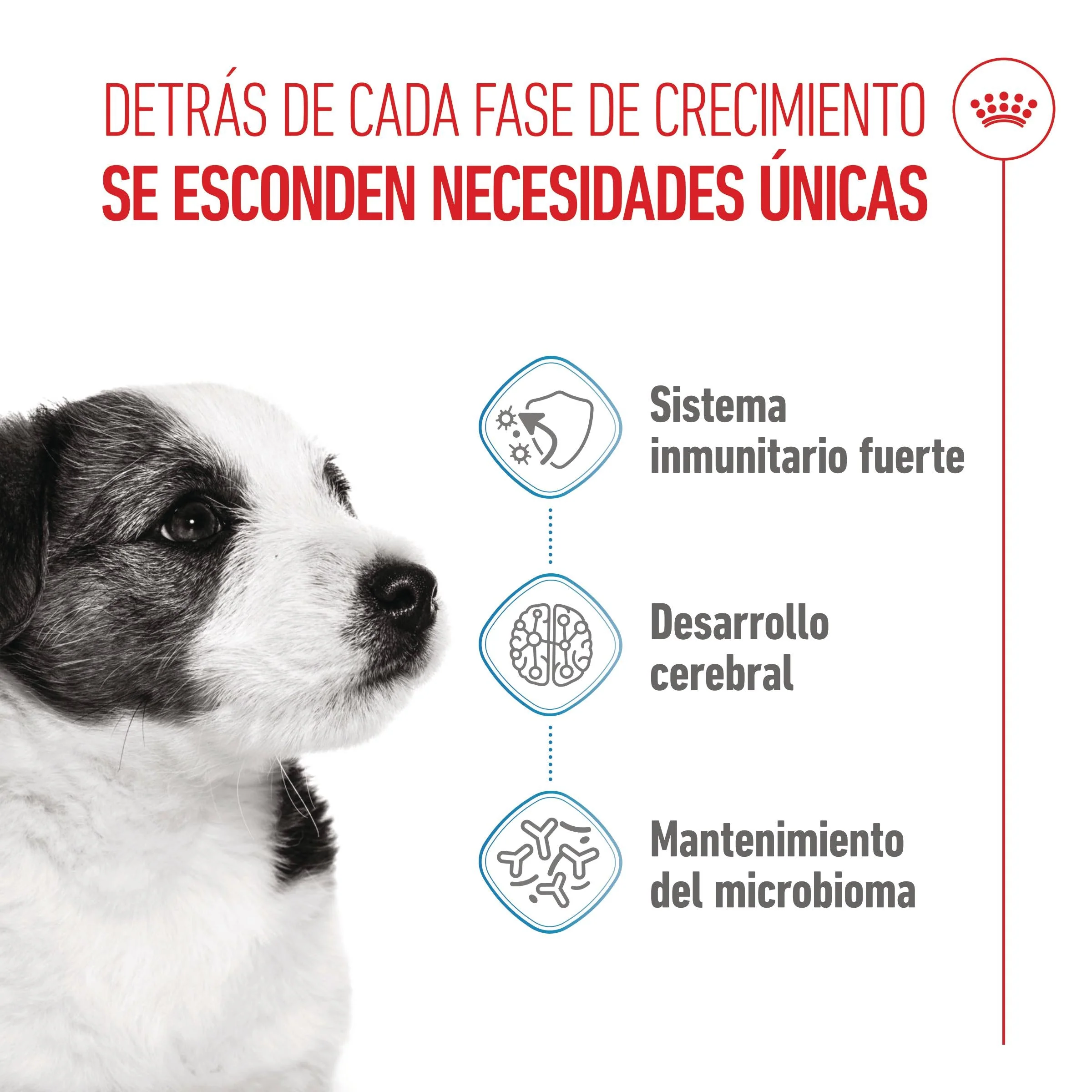 Royal Canin Mini Puppy Pienso para Cachorros - Image 3