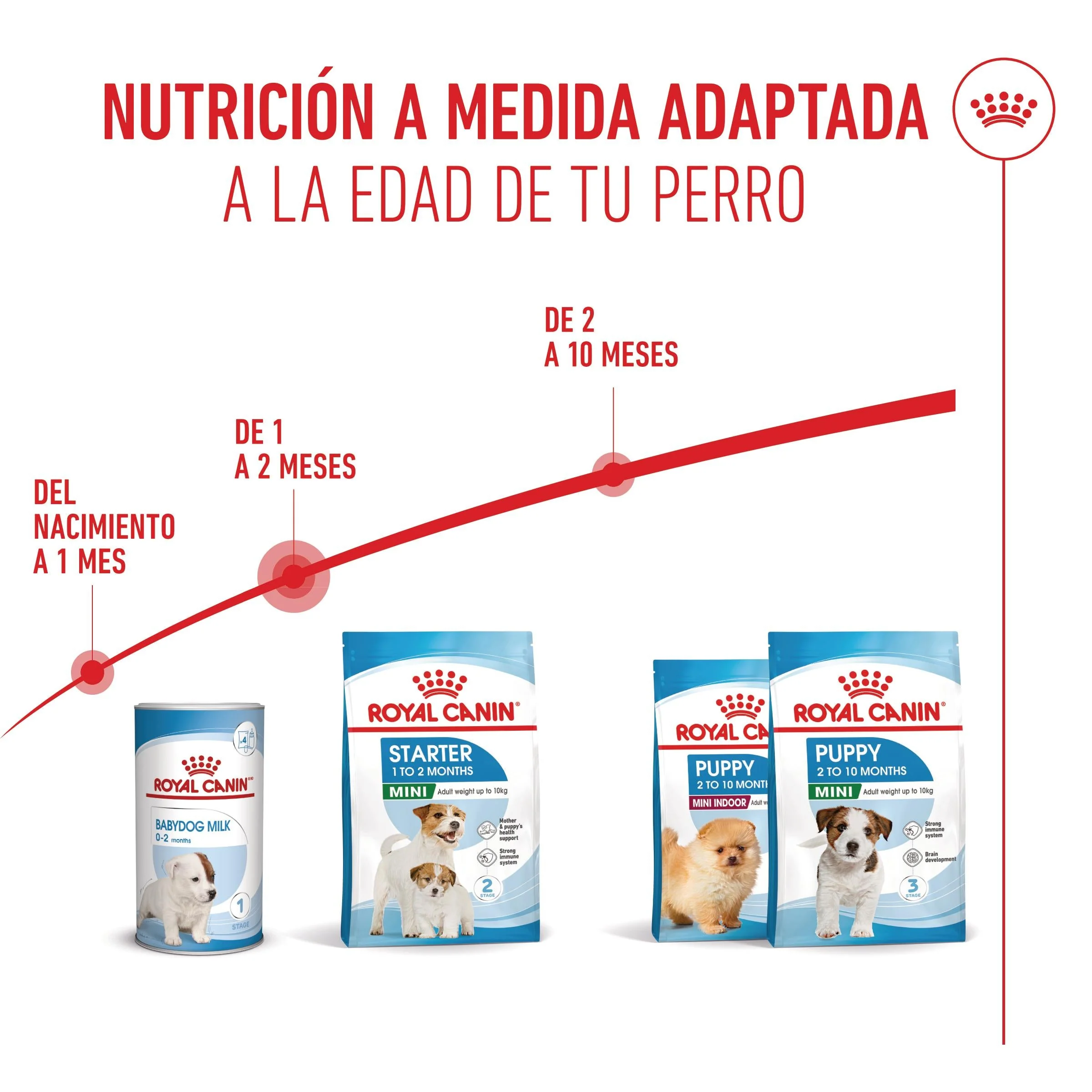 Royal Canin Mini Starter Mother & Babydog Pienso para Cachorros y Madres Lactantes - Image 3