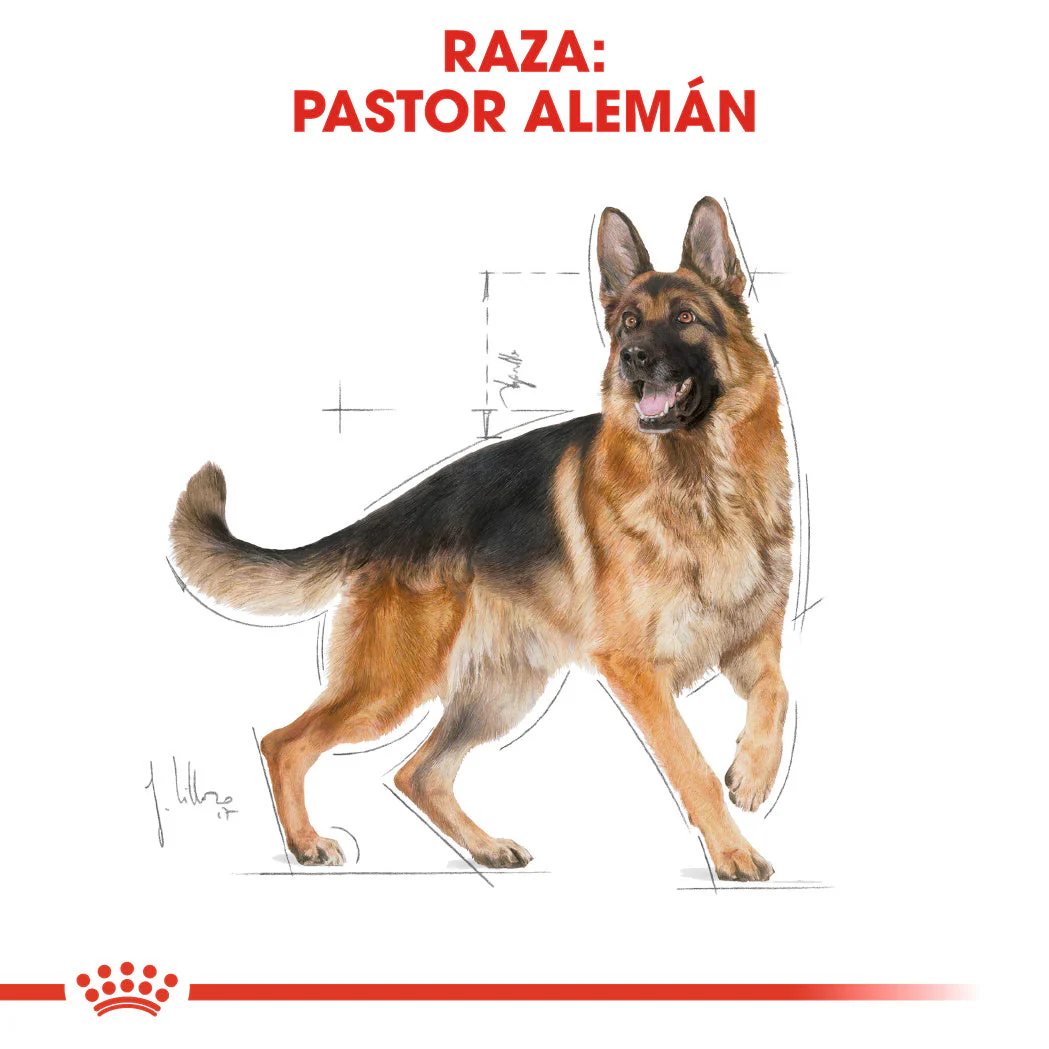 Royal Canin Pastor Alemán Adult 11 kg Pienso para Perros de Raza - Image 6