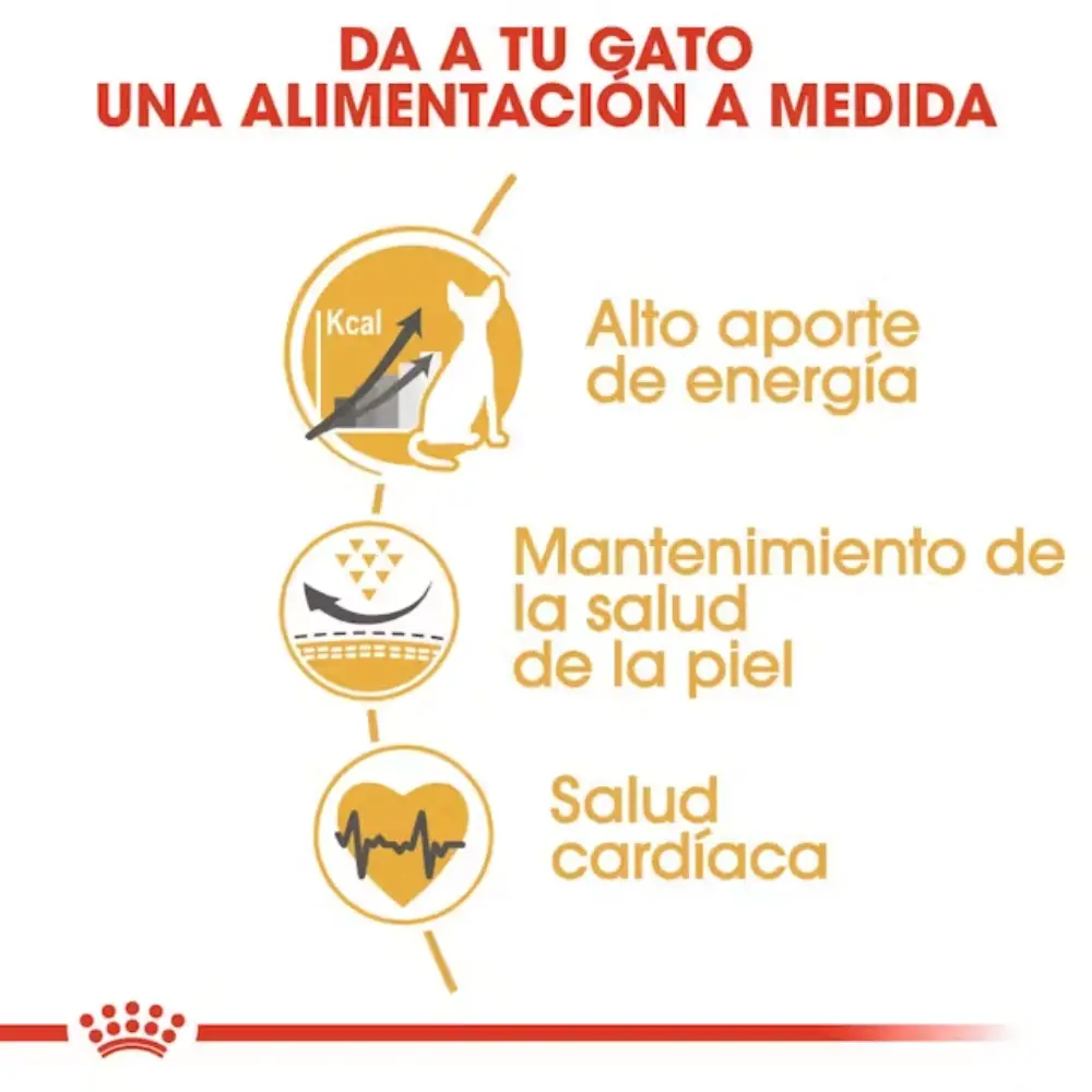 Royal Canin Sphynx Pienso para Gatos Esfinges Egipcios - Image 2