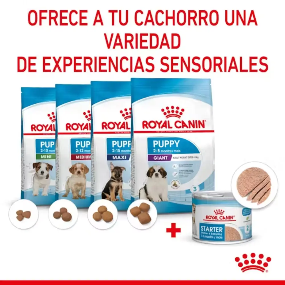 Royal Canin Starter Mousse Lata 195 g húmedo - Image 6