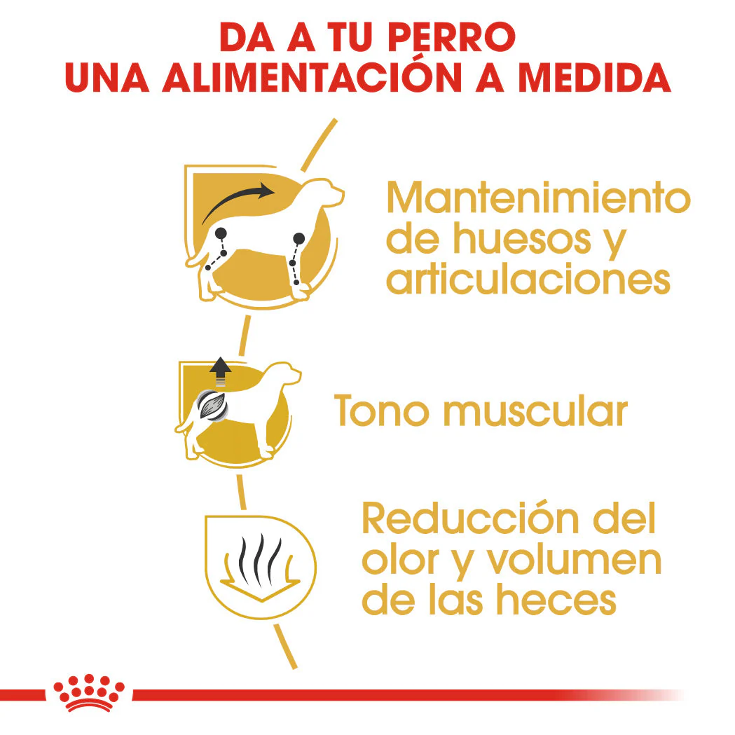 Royal Canin Teckel Dachsund Adulto Pienso para Perros de Raza Salchicha - Image 3