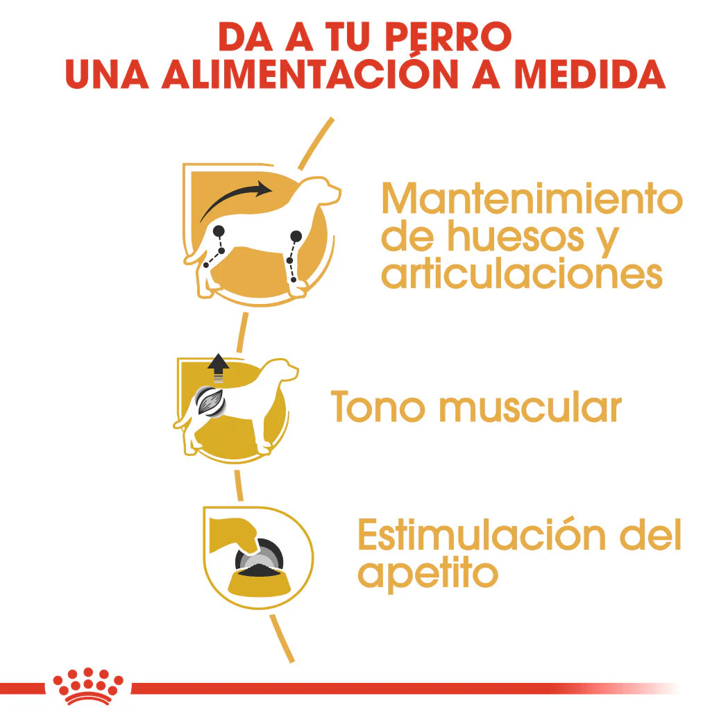 Royal Canin Teckel Dachshund Paté 85 g Comida Húmeda para Perros Salchicha - Image 2