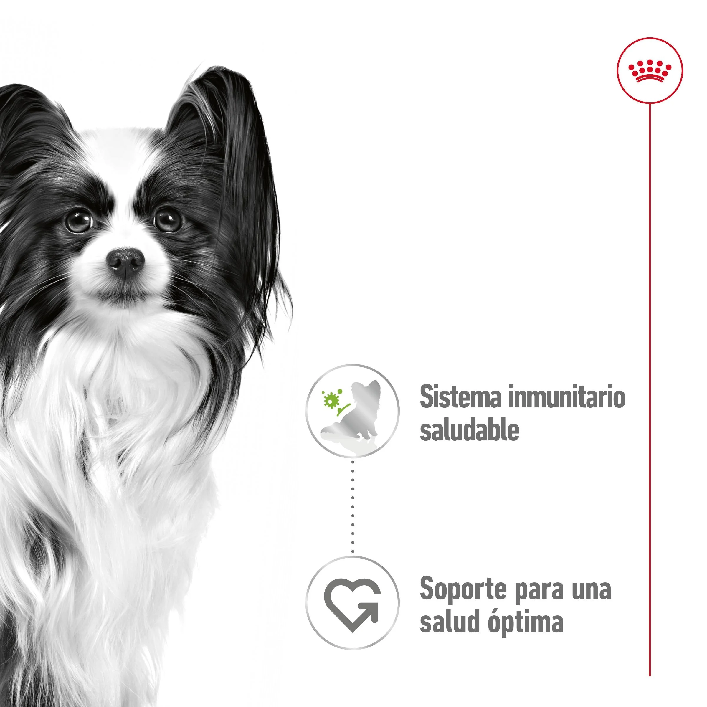 Royal Canin X-Small Adulto 85 g Comida Húmeda para Perros - Image 2
