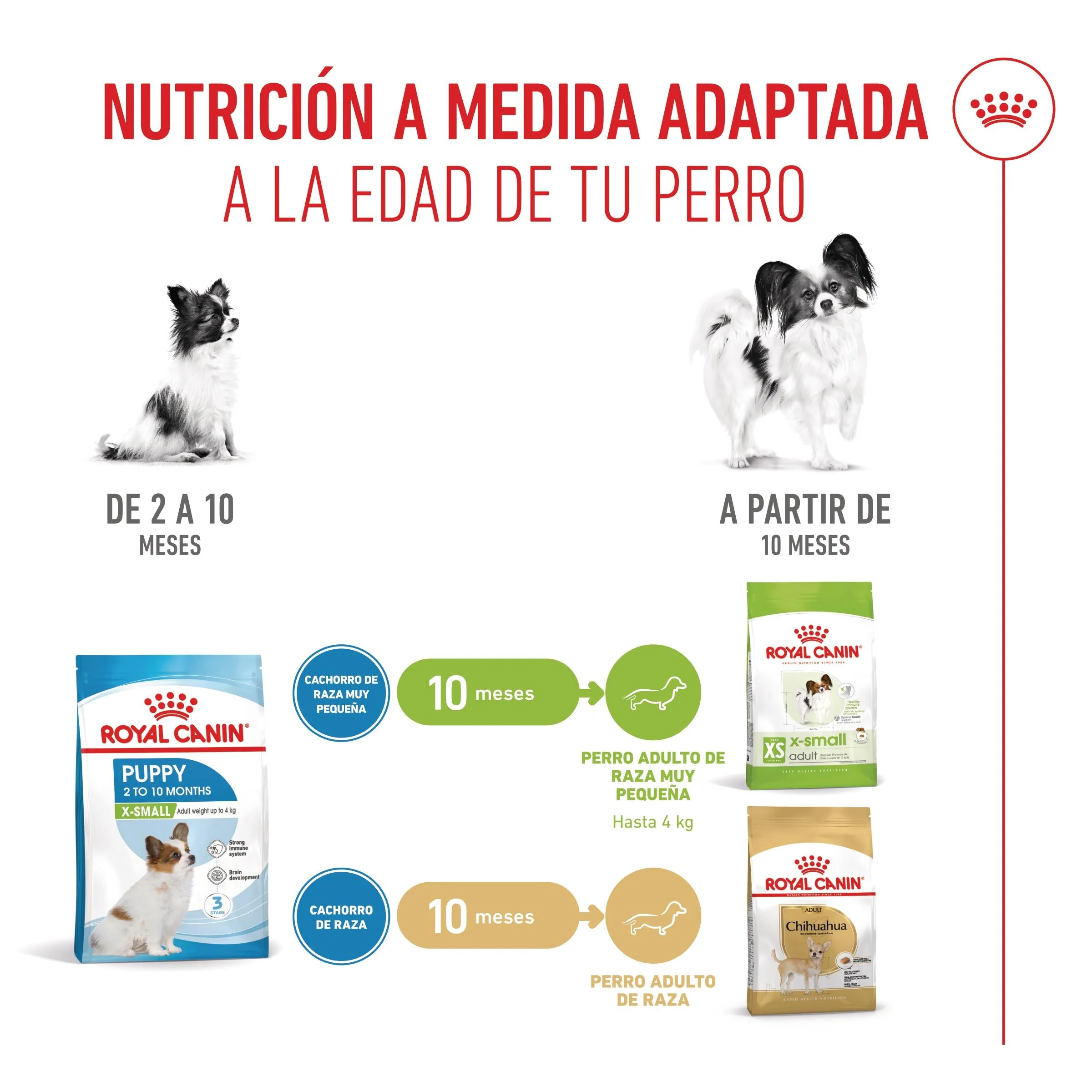 Royal Canin X-Small Puppy Pienso para Cachorros - Image 3