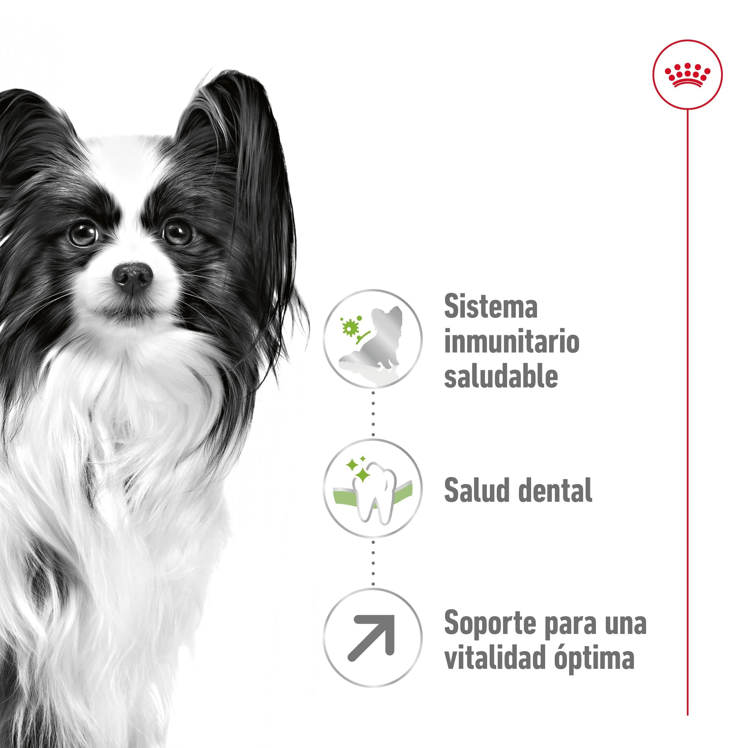 Royal Canin X-Small 8+ Pienso para Perros - Image 2