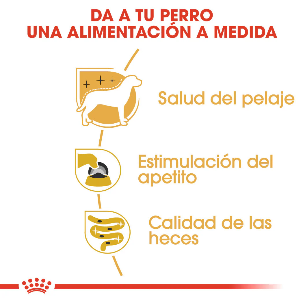 Royal Canin Yorkshire Paté Adulto 85 g Comida Húmeda para Perros - Image 3