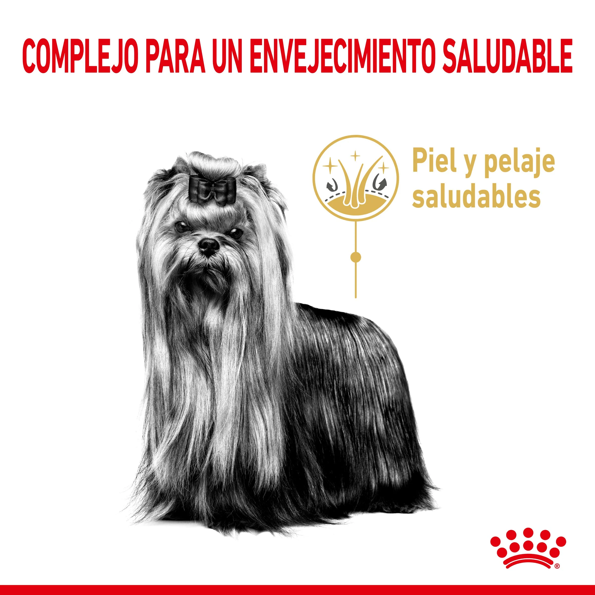 Royal Canin Yorkshire Terrier Ageing 8+ Pienso para Perros de Raza - Image 3